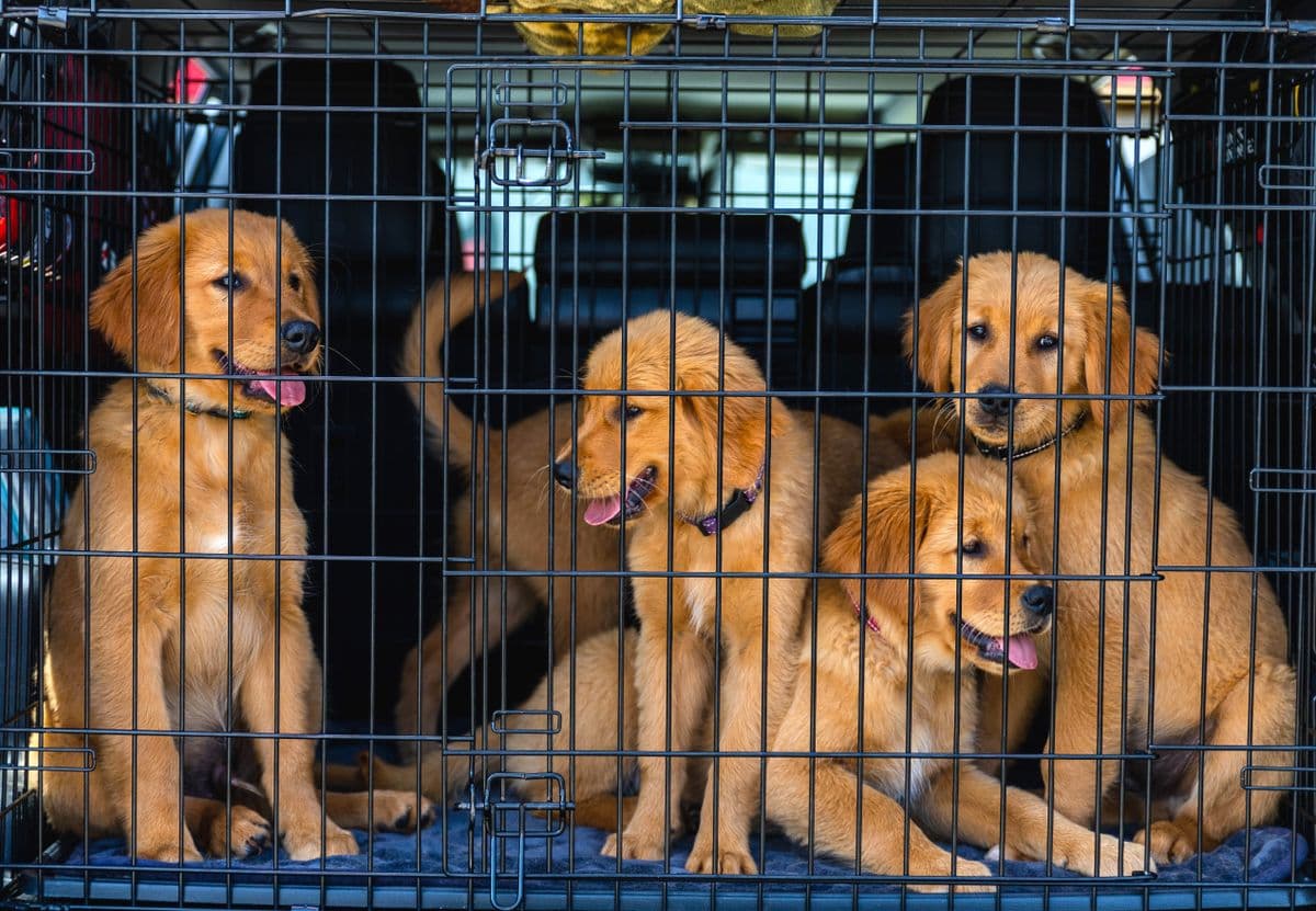 Three puppies sitting together inside a wire crate