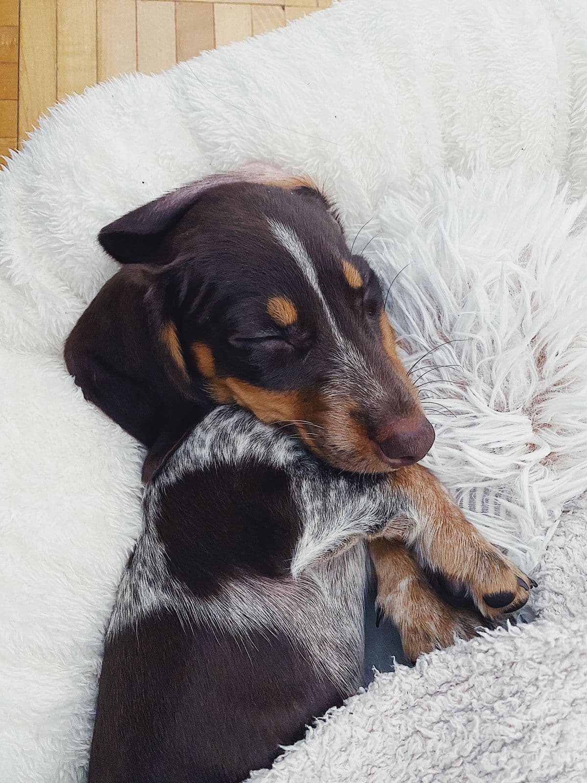 A puppy curled up asleep on a soft blanket