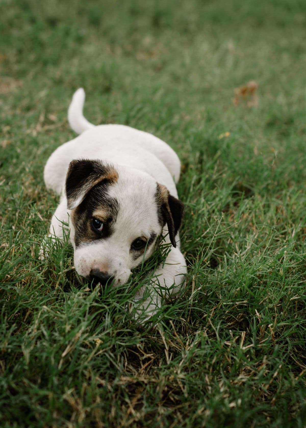 A puppy sniffing the grass outside