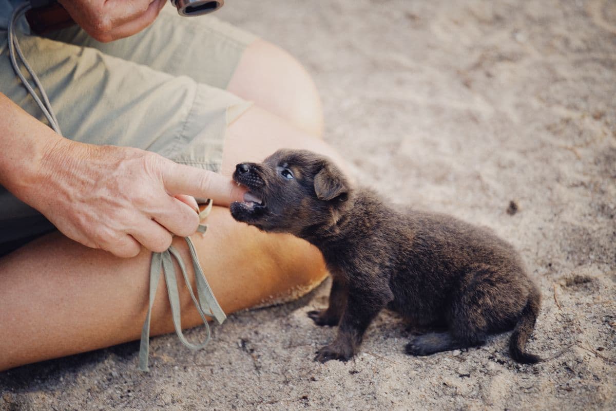 A puppy gently mouthing a person's finger