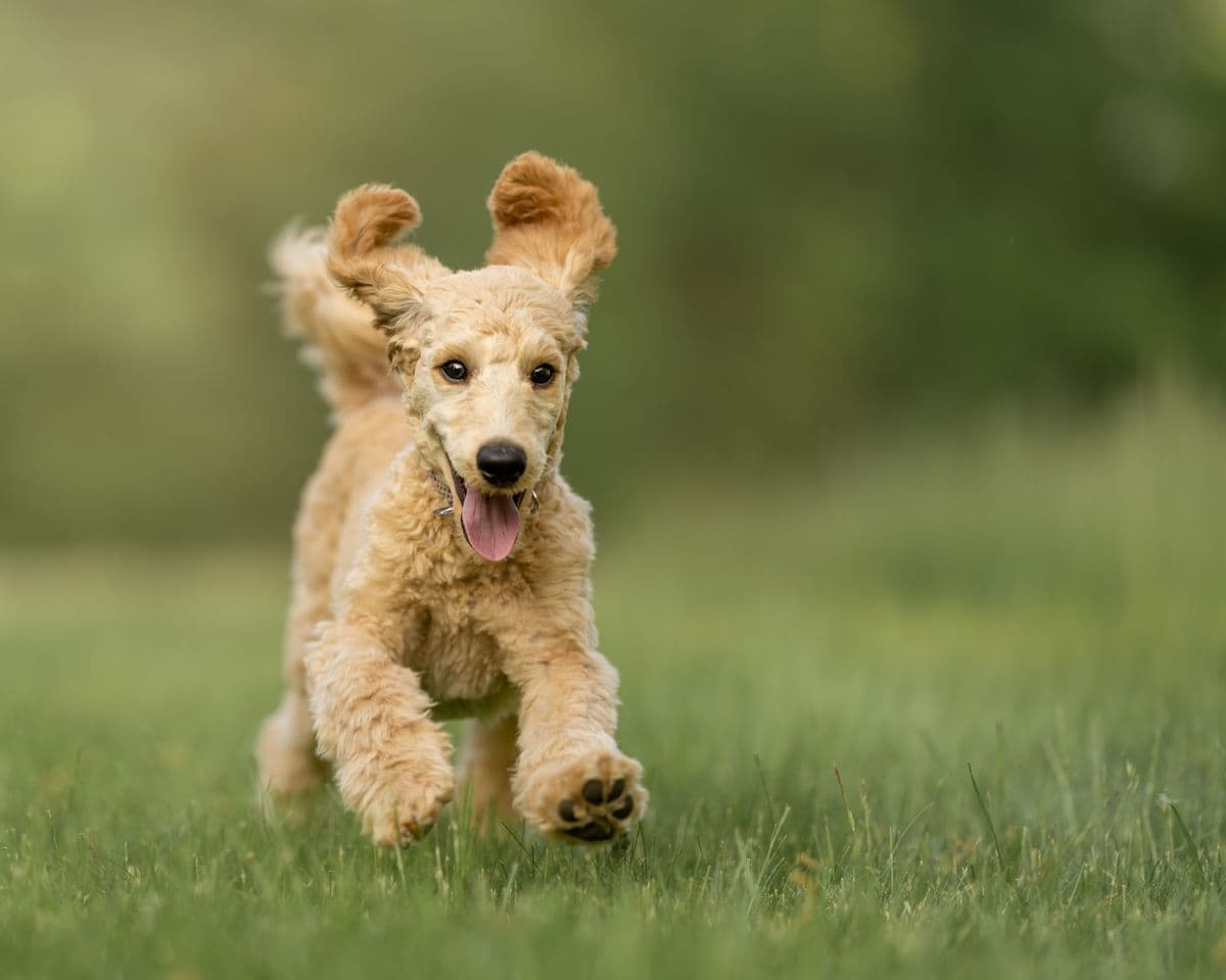 A puppy running across a grassy field