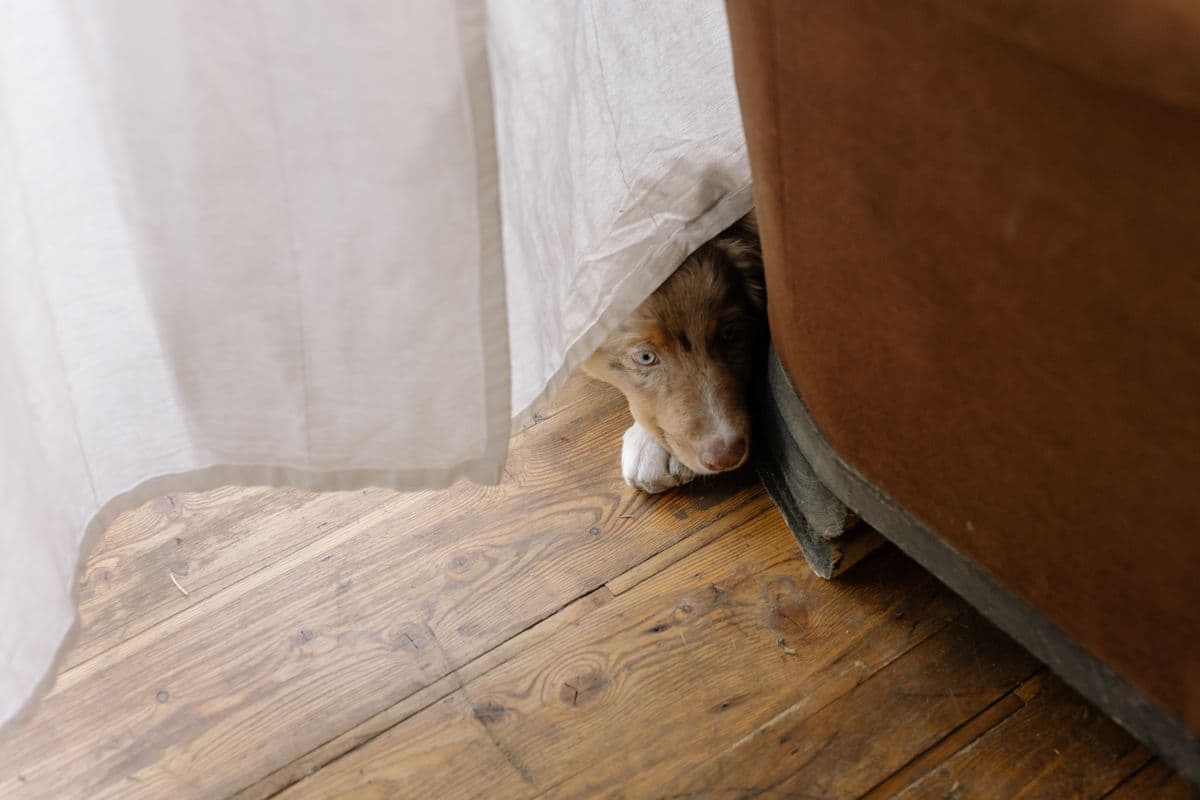 A cautious puppy peeking out from a doorway