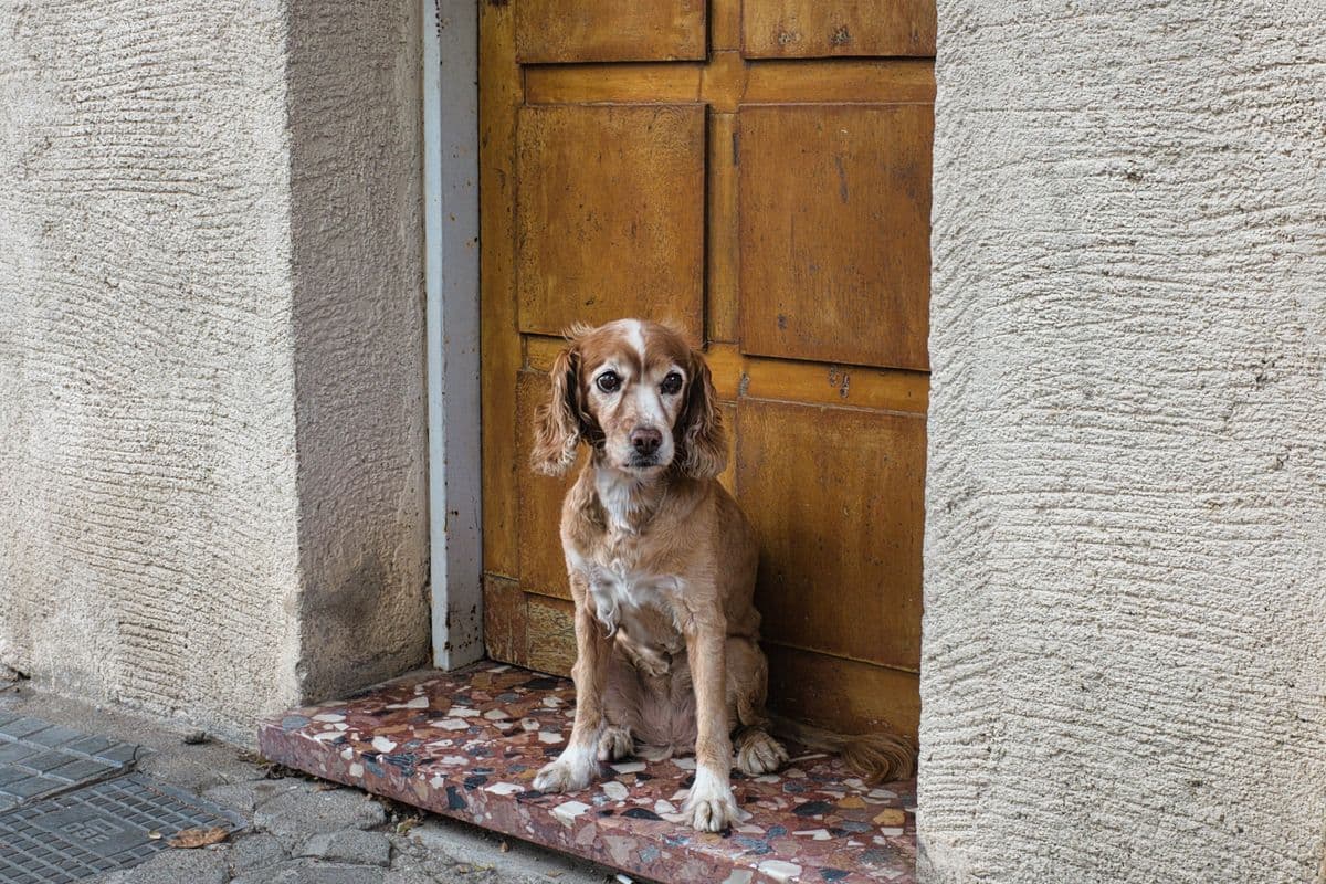 A dog sitting and waiting by a door