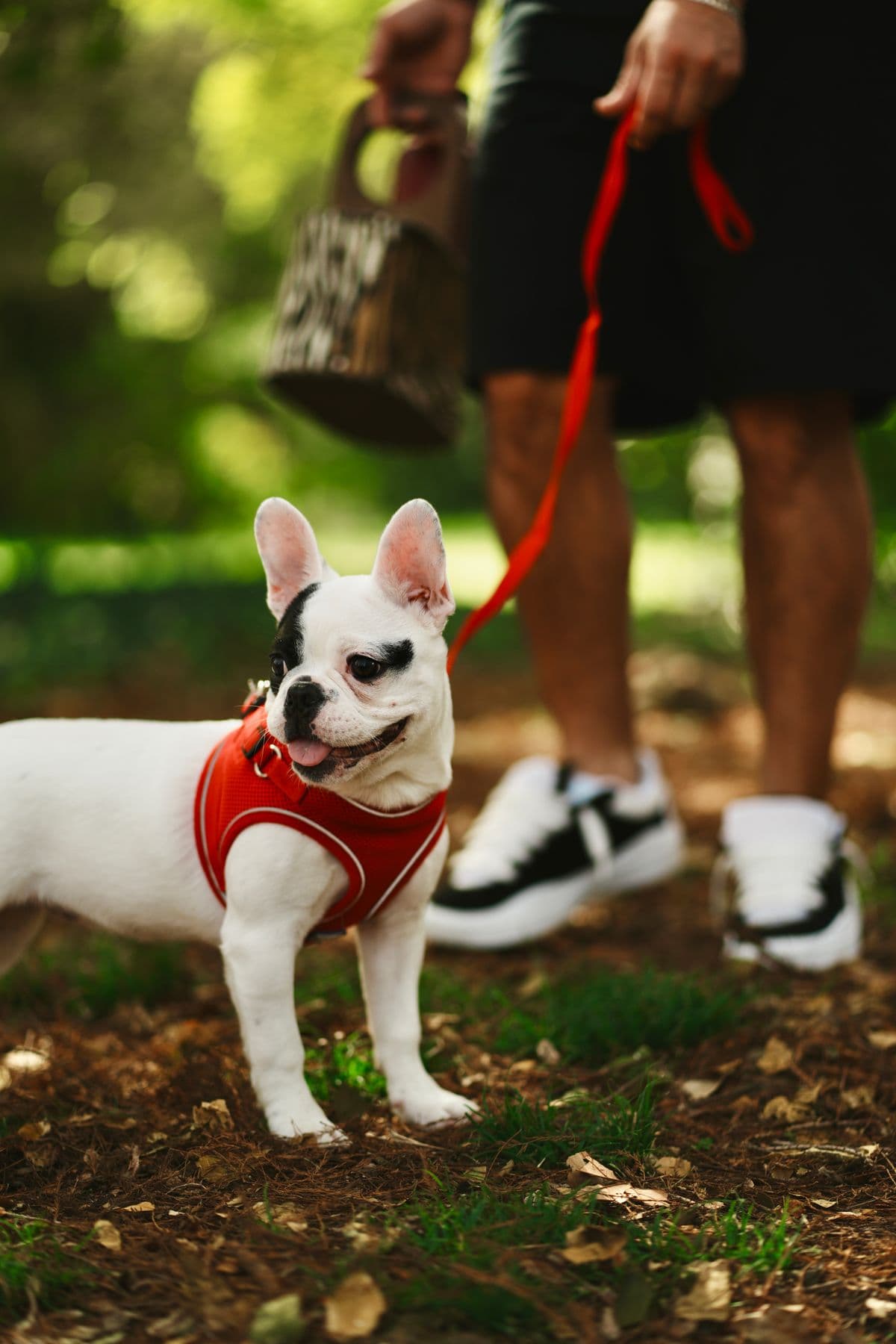 A puppy on a leash walking outdoors with its owner