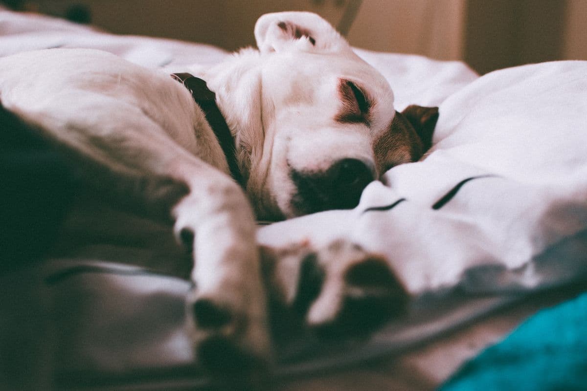 A dog resting on a bed