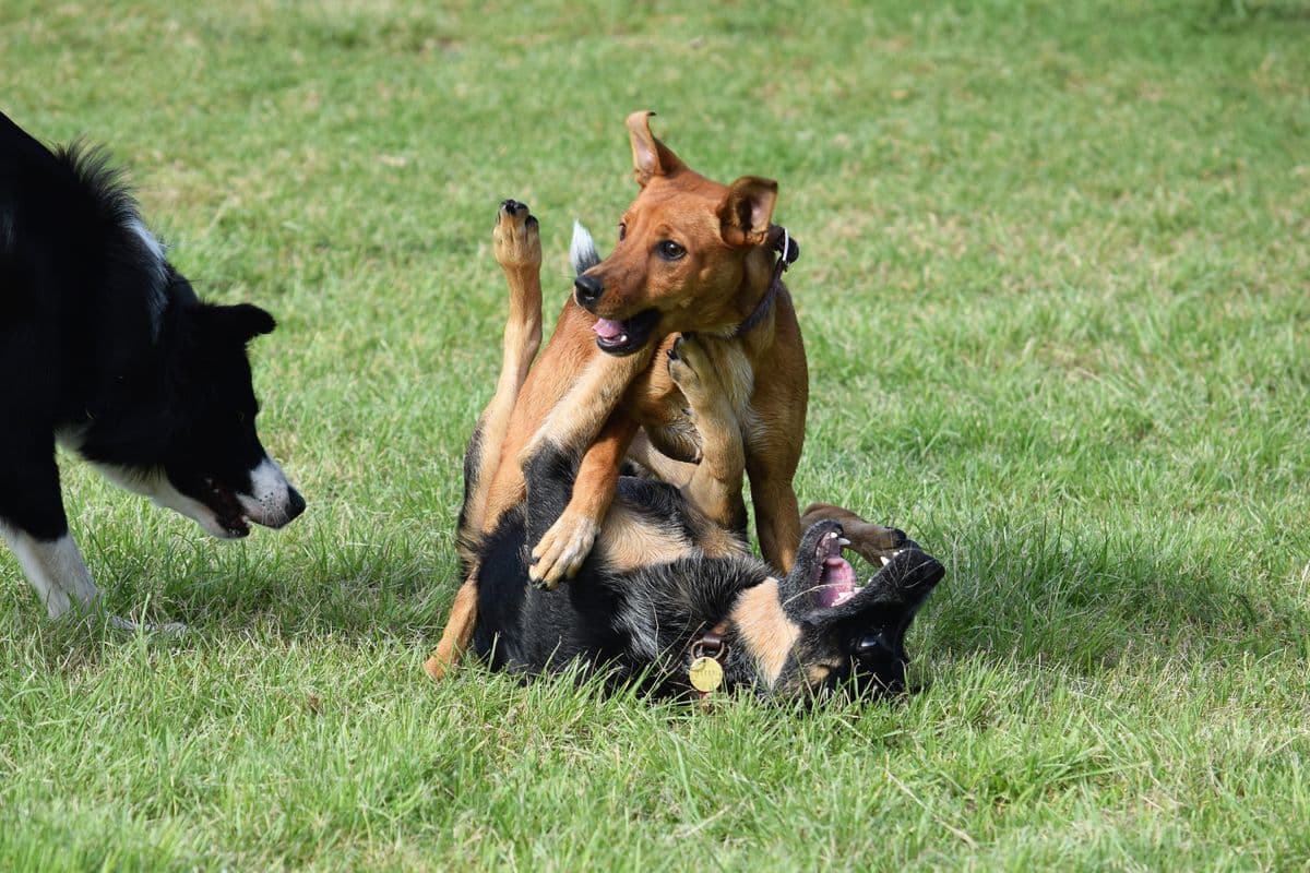 Two dogs playing together on a grassy field