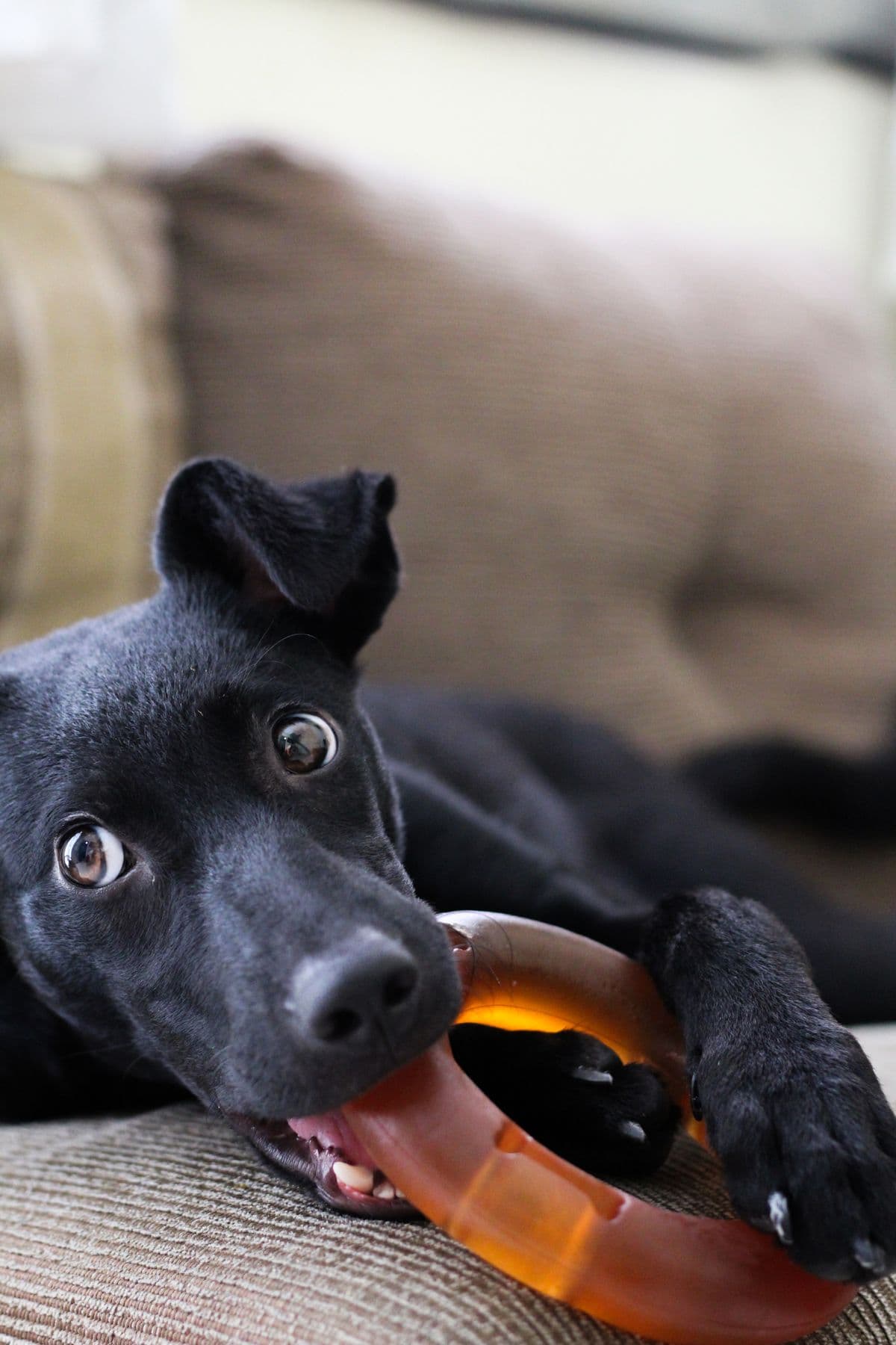 A puppy chewing on a teething toy