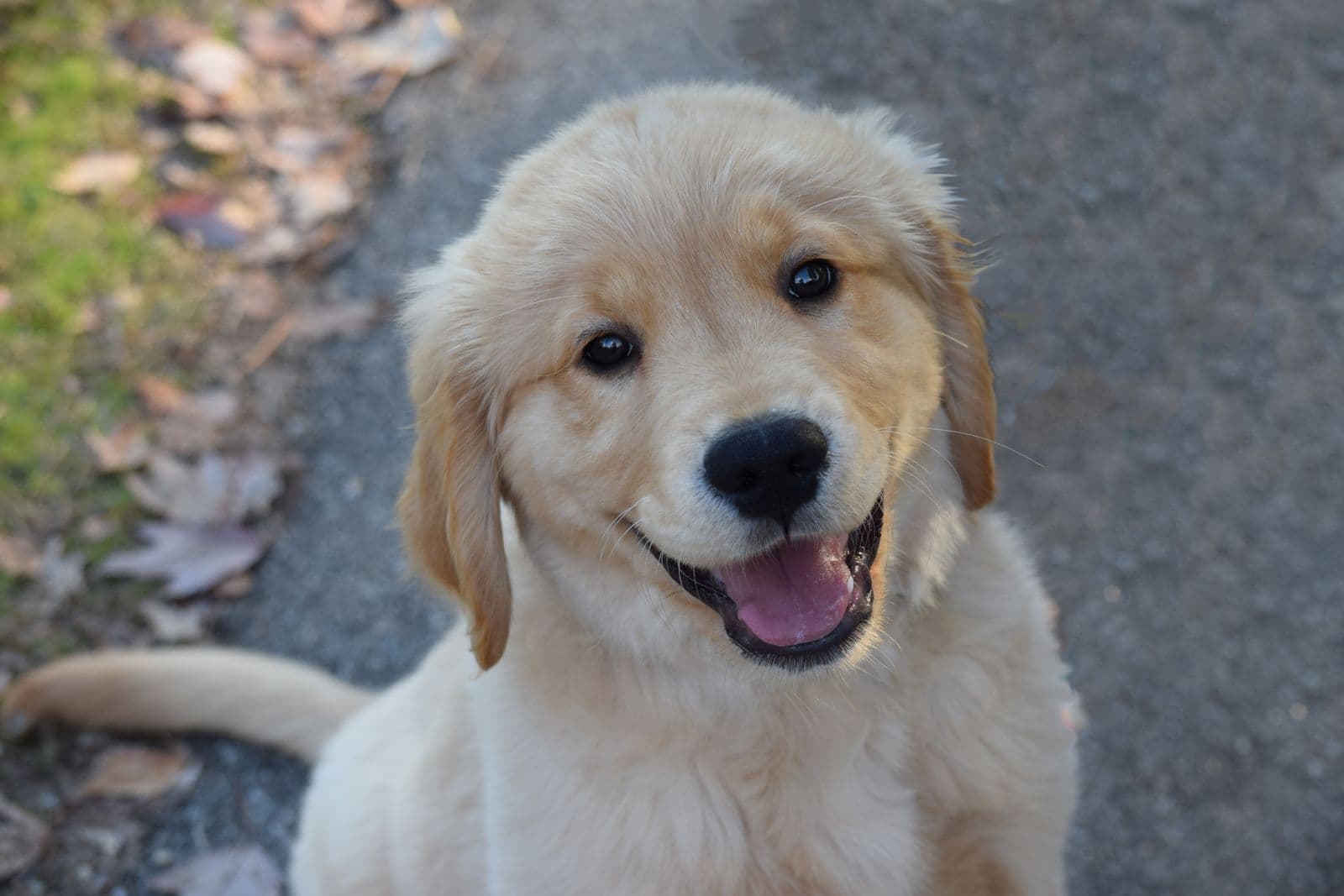 A happy golden retriever puppy smiling outdoors