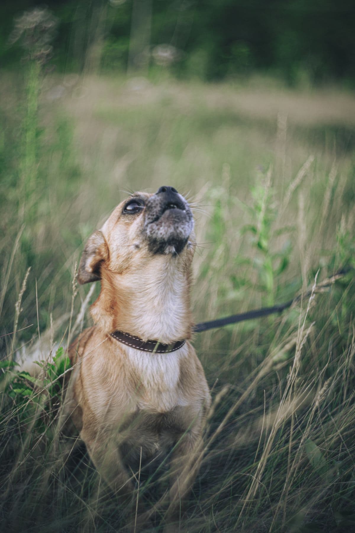 A small dog mid-bark outdoors