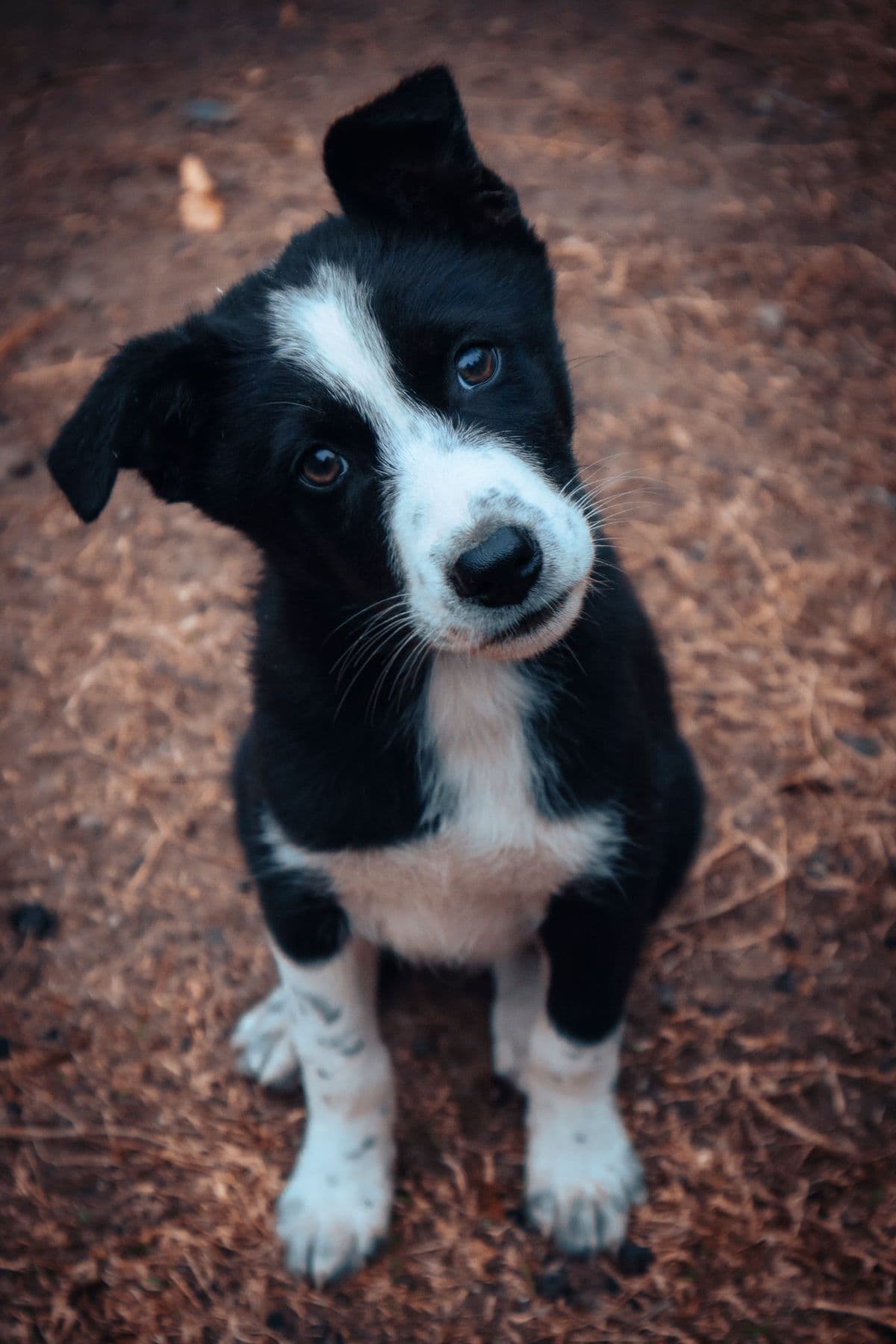 A puppy tilting its head with a curious expression