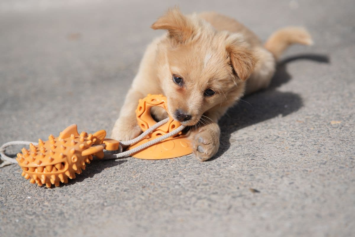 A puppy chewing on a toy outdoors