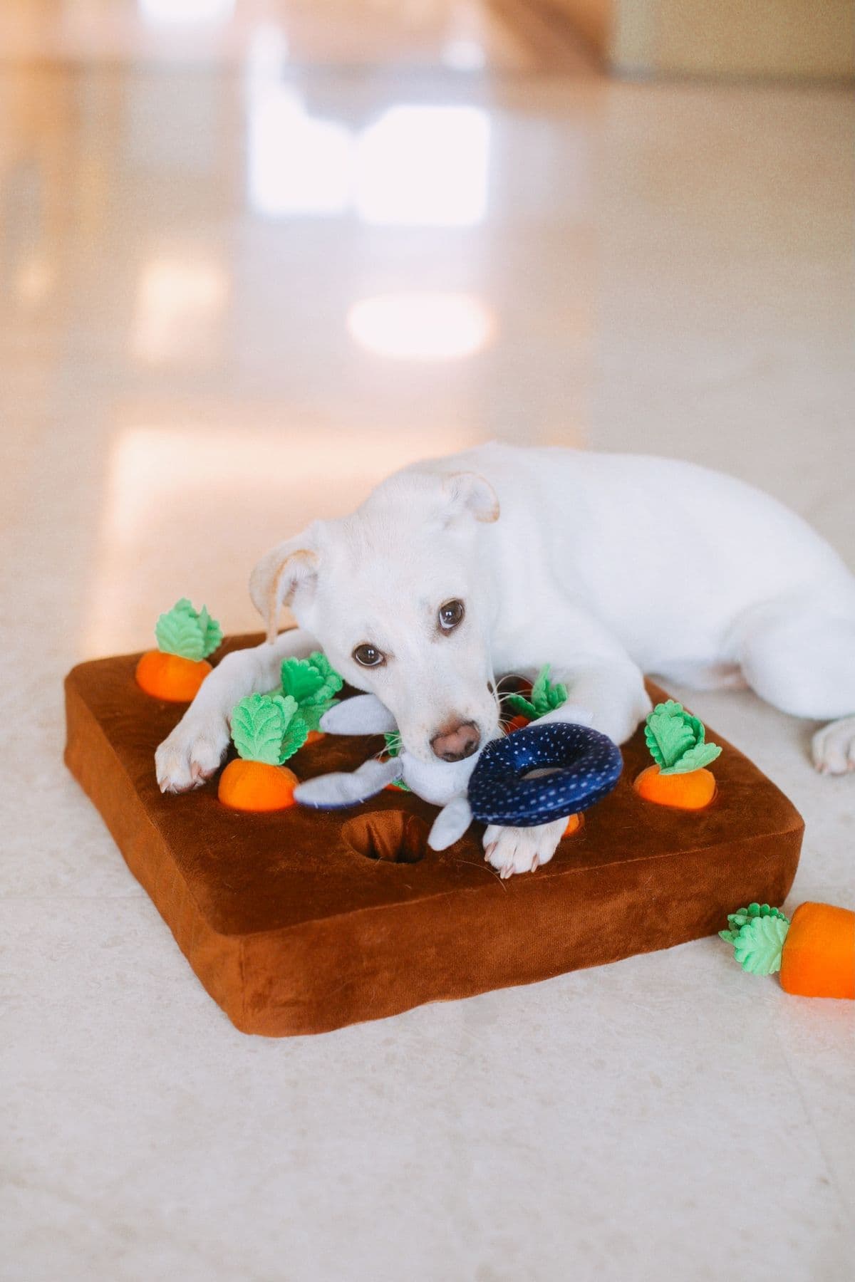 A dog lying with plush enrichment toys
