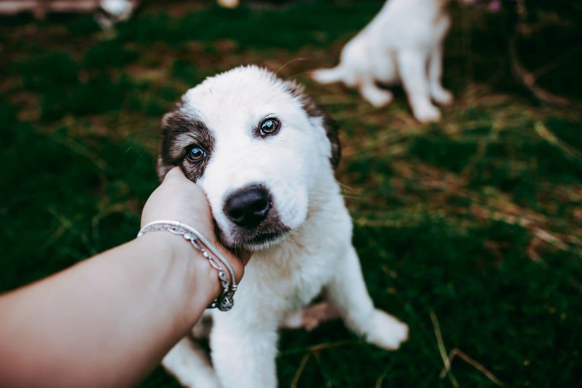 A hand gently petting a puppy's chin