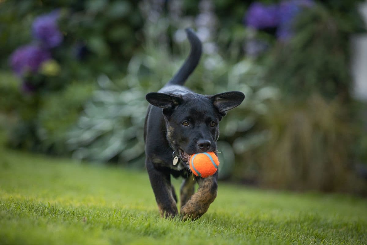 A dog playing with a ball outdoors