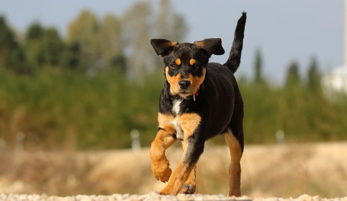 A puppy running at full speed outdoors