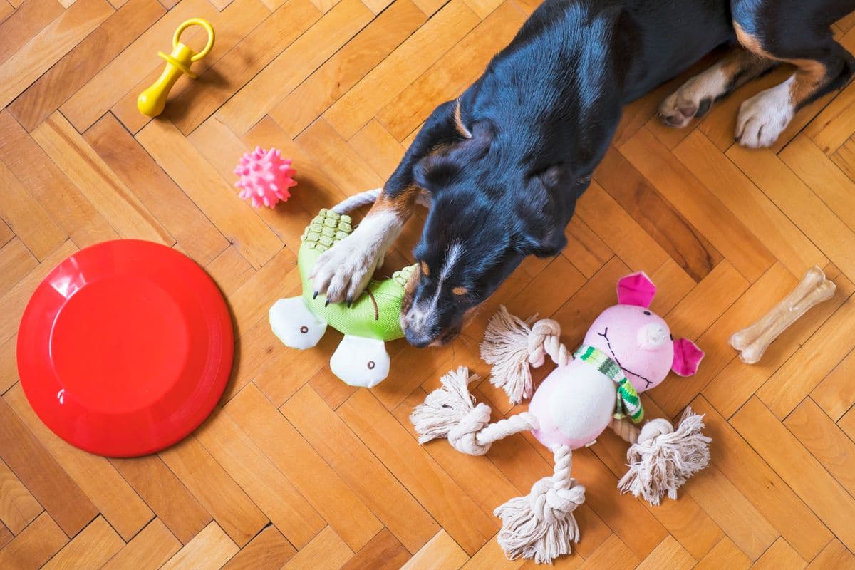A dog lying on the floor near its bowl and toys